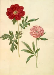 Paeonia officinalis (Bauernrose)