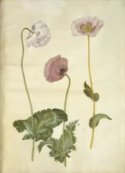 Papaver somniferum (Opium-Mohn)