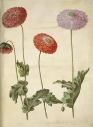 Papaver somniferum (Schlafmohn)