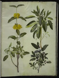 Phlomis fruticosa (Strauchiges Brandkraut); Salvia officinalis (Echter Salbei)