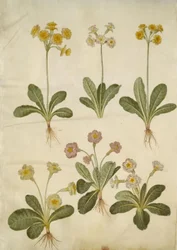 Primula veris (Hybrid der Hohlkragen-Schlüsselblume); Primula vulgaris (Hybrid der Großblütigen Schlüsselblume)