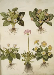 Primula vulgaris (Hybrid der großblumigen Schlüsselblume); Primula farinosa (Mehlprimel)