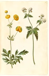 Ranunculus acris (Scharfer Hahnenfuß); Ranunculus aconitifolius (Eisenhutblättriger Hahnenfuß)