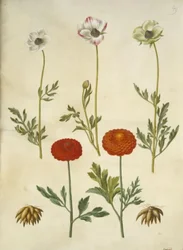 Ranunculus asiaticus (Garten-Ranunkel)