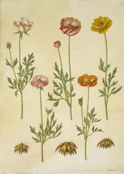 Ranunkel (Garten-Ranunkel)