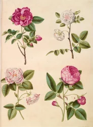 Rosa gallica (Apothekerrose); Rosa ×alba (weiße Rose); Rosa gallica (Rosa Mundi); Rosa ×centifolia (Zentifolienrose)