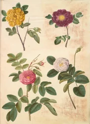 Rosa hemisphaerica (schwefelgelbe Rose); Rosa gallica (Samtrose); Rosa ×damascena (Damaszener-Rose)