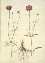 Scabiosa atropurpurea (Witwenblume)
