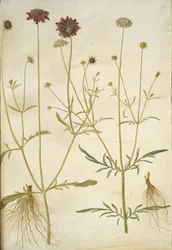 Skabiose atropurpurea; Skabiose columbaria