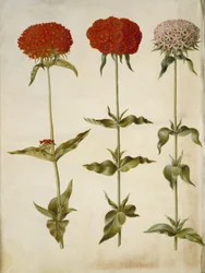 Silene chalcedonica (brennende Liebe)