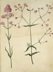 Silene viscaria (gewöhnliche Pechnelke); Silene (Kronen-Lichtnelke)