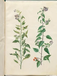 Solanum dulcamara (Bittersüßer Nachtschatten)