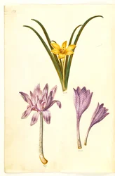 Sternbergia lutea (Gewöhnliche Sternbergie); Colchicum autumnale (Herbstzeitlose); Colchicum variegatum (Gefleckte Herbstzeitlose)