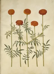 Tagetes patula (Sammetblume)