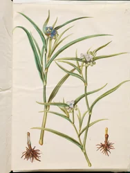 Tradescantia virginiana oder Tradescantia ohiensis (Blumenjude oder Ohio-Blumenjude)