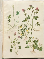 Weiß-Klee; Rot-Klee; Niederliegender Sauerklee; Blut-Klee; Wald-Sauerklee