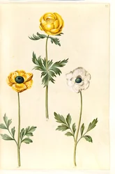 Trollius europaeus (europäische Trollblume); Ranunculus asiaticus (Garten-Ranunkel)