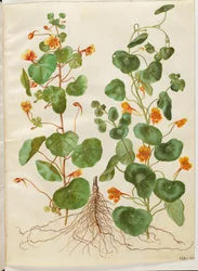 Tropaeolum minus (kleine Kapuzinerkresse)