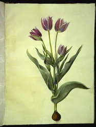 Tulipa gesneriana (Gartentulpe)