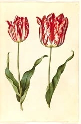 Tulipa gesneriana (Gartentulpe)