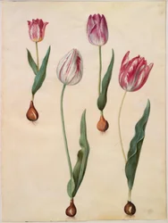 Tulipa gesneriana (Gartentulpe)