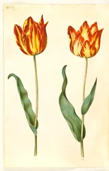 Tulipa gesneriana (Gartentulpe)