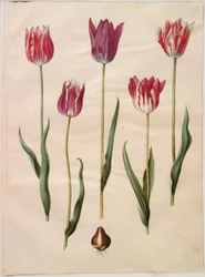 Tulipa gesneriana (Gartentulpe)