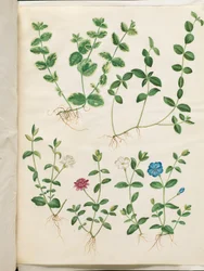 Vinca minor (kleines Immergrün)