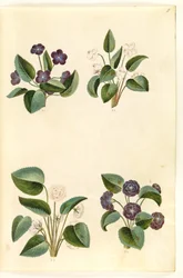 Veilchen (Märzveilchen)