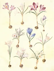 Frühlings-Krokus