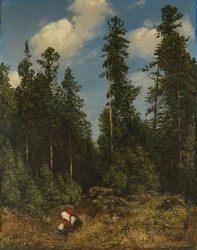 Schwarzwaldtannen