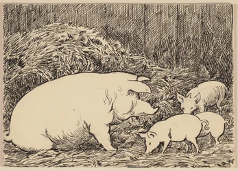 Zeichnung zur Fibel: Schwein