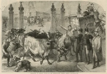 Inspektion von ausländischem Vieh auf dem Metropolitan Cattle Market