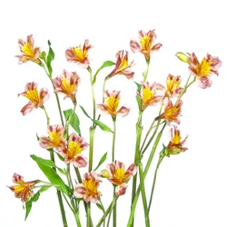 Lebendiger Alstroemeria Strauß