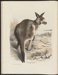 Säugetiere Australiens (Krefft) Nla.obj-33627803-11 Das Känguru