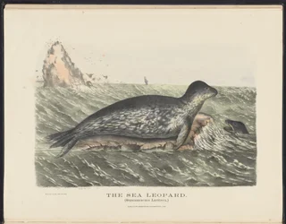 Säugetiere Australiens (Krefft) Nla.obj-33627803-5 Der Seelöwe