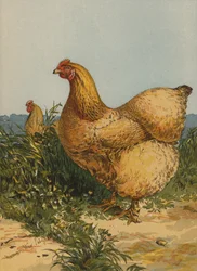 Buff Cochin Henne (Chromolithografie)
