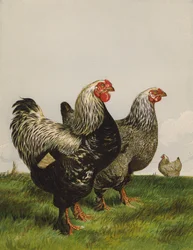Dunkle Brahmas (Chromolithografie)