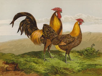 Goldgezeichnete Hamburghs
