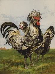 Houdans (Chromolithografie)