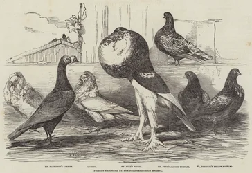 Tauben ausgestellt von der Philoperisteron Society