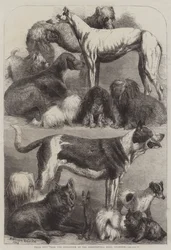 Preishunde von der Ausstellung in der Agricultural Hall, Islington