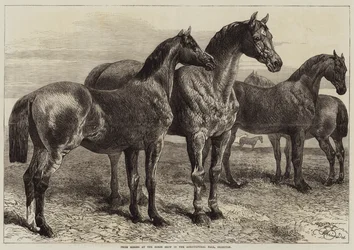 Preisgekrönte Pferde auf der Pferdeschau in der Agricultural Hall, Islington