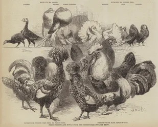 Preisgekrönte Tauben und Hühner von der Birminghamer Geflügelschau