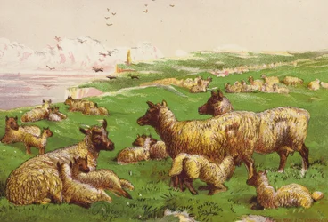 Schafe am Meeresufer