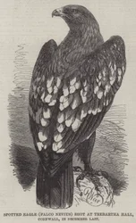 Gefleckter Adler (Falco Nevius), geschossen in Trebartha Hall, Cornwall, im letzten Dezember
