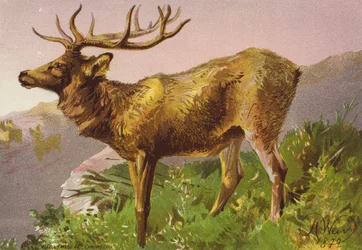 Aufgeschrecktes Reh (Farblithografie)