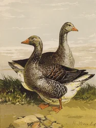 Toulouse-Gänse