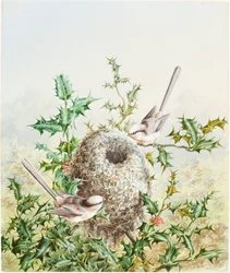 Korallenammern und ihr Nest in einem Stechpalmenbaum
