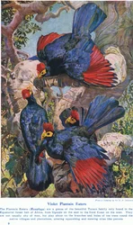 Veilchenpflanzenfresser, Illustration aus 